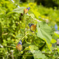 Weihnachtsbaumschmetterling